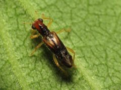 Tiny Checkered Beetle - Flickr - treegrow by Katja Schulz from Washington, D. C., USA. Used under a CC BY 2.0 license.