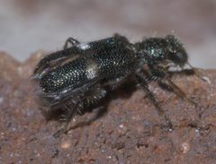 Phyllobaenus unifasciatus P1650140a by 
xpda. Used under a CC BY-SA 4.0 license.