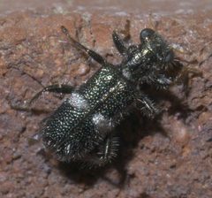 Phyllobaenus unifasciatus P1650141a by 
xpda. Used under a CC BY-SA 4.0 license.