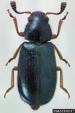 Necrobia rufipes by Michael C. Thomas, Florida Department of Agriculture and Consumer Services, Bugwood.org. Used under a CC BY 3.0 us license.