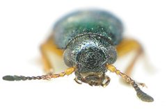 Necrobia rufipes front by Siga. Used under a CC BY-SA 3.0 license.