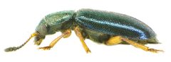 Necrobia rufipes side by Siga. Used under a CC BY-SA 3.0 license.