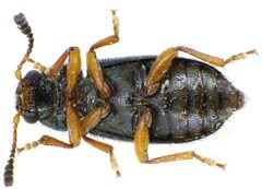 Necrobia rufipes under by Siga. Used under a CC BY-SA 3.0 license.
