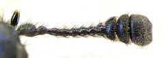 Necrobia violacea antenna by Siga. Used under a CC BY-SA 3.0 license.