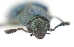 Necrobia violacea front by Siga. Used under a CC BY-SA 3.0 license.