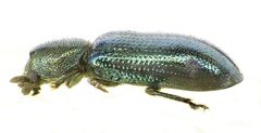 Necrobia violacea side by Siga. Used under a CC BY-SA 3.0 license.