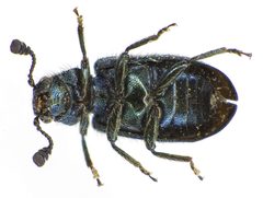Necrobia violacea under by Siga. Used under a CC BY-SA 3.0 license.
