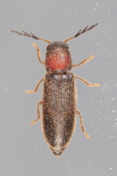Neorthopleura texana by Victor Engel. Used under a CC BY 4.0 license.