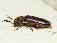 Neorthopleura texana 002 by Justin Williams. Used under a CC BY 4.0 license.