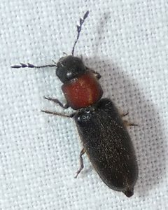 Neorthopleura thoracica by Image shared by iNaturalist user: kcthetc1. Used under a CC0 license.