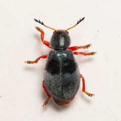 Chariessa vestita 361784830 by Justin Williams. Used under a CC BY 4.0 license.