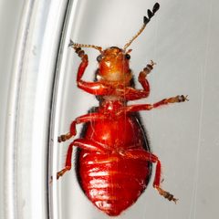Chariessa vestita 361784867 by Justin Williams. Used under a CC BY 4.0 license.