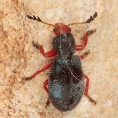 Chariessa vestita 65763773 by Victor Engel. Used under a CC BY 4.0 license.