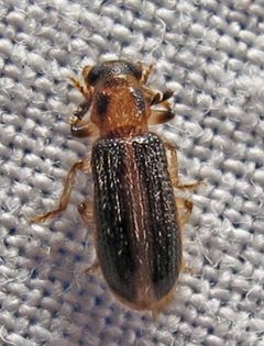 Cregya oculata by Jacy Lucier. Used under a CC BY-SA 4.0 license.