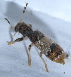 Pelonium leucophaeum P1460620a by 
xpda. Used under a CC BY-SA 4.0 license.