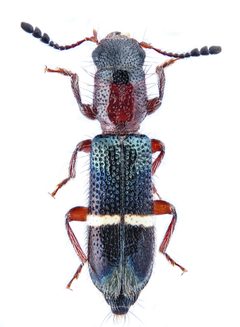 Paratillus carus by GillesSM. Used under a CC BY-SA 4.0 license.