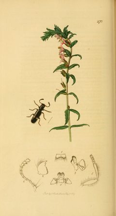 Britishentomologyvolume2Plate270 by John Curtis
. Used under a Public domain license.