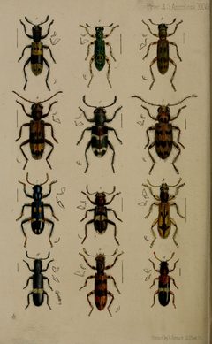 PZSL1852PlateAnnulosa26 by J.O.Westwood. Used under a Public domain license.