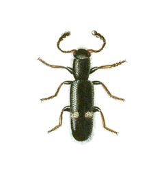 Tarsostenus univittatus-Curtis by John Curtis
. Used under a Public domain license.