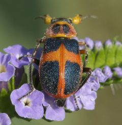 Red Cross Beetle imported from iNaturalist photo 56834652 on 9 November 2023 by (c) Robert Webster, some rights reserved (CC BY-SA). Used under a CC BY-SA 4.0 license.