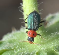 Collops bipunctatus P1100363a by
xpda. Used under a CC BY-SA 4.0 license.