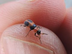 Collops quadrimaculatus - inat 2782646 by {{{name}}}. Used under a CC BY 4.0 license.