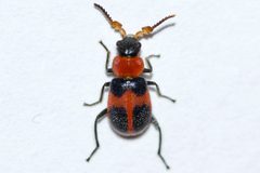 Collops quadrimaculatus 139673773 by Owen Strickland. Used under a CC0 license.