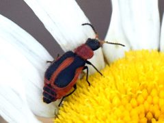 Collops vittatus - inat 81060791 by {{{name}}}. Used under a CC BY-SA 4.0 license.