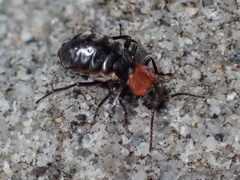 Endeodes collaris 253033730 by Chloe and Trevor Van Loon. Used under a CC BY 4.0 license.