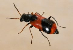 Anthocomus-equestris-04-fws by Francisco Welter-Schultes. Used under a CC0 license.