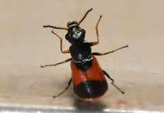 Anthocomus-equestris-05-fws by Francisco Welter-Schultes. Used under a CC0 license.