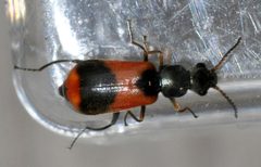 Anthocomus-equestris-10-fws by Francisco Welter-Schultes. Used under a CC0 license.