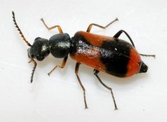Anthocomus-equestris-12-fws by Francisco Welter-Schultes. Used under a CC0 license.
