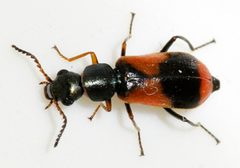 Anthocomus-equestris-14-fws by Francisco Welter-Schultes. Used under a CC0 license.