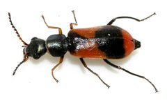 Anthocomus-equestris-15-fws by Francisco Welter-Schultes. Used under a CC0 license.