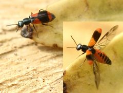Anthocomus bipunctatus01 by wikipedia. Used under a Attribution license.