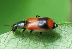 Anthocomus equestris by Jacy Lucier. Used under a CC BY-SA 4.0 license.
