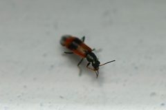 Anthocomus equestris 133690032 by Kyle Lambert. Used under a CC BY 4.0 license.