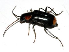 Axinotarsus-pulicarius-04-fws by Francisco Welter-Schultes. Used under a CC0 license.