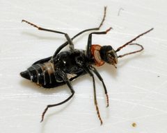 Axinotarsus-pulicarius-06-fws by Francisco Welter-Schultes. Used under a CC0 license.