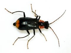 Axinotarsus-pulicarius-07-fws by Francisco Welter-Schultes. Used under a CC0 license.