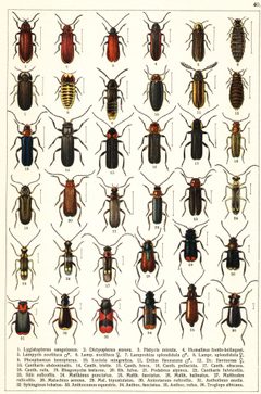 Georgiy Jacobson - Beetles Russia and Western Europe - plate 40 by see in description. Used under a Public domain license.