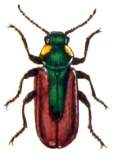 Malachius.aeneus.-.calwer.27.18 by Emil Hochdanz
. Used under a Public domain license.