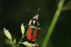 Malachius aeneus by TheBookdetective. Used under a CC BY-SA 3.0 license.