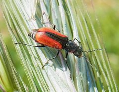 Malachius aeneus up by Siga. Used under a CC BY-SA 3.0 license.