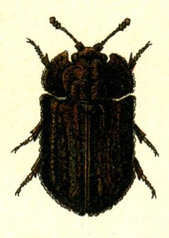 Calitys scabra by G.G. Yakobson. Used under a Public domain license.