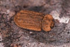 Calitys scabra 310262430 by Chloe and Trevor Van Loon. Used under a CC BY 4.0 license.