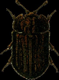 Calitys scabra Jacobson by Georgiy Jacobson. Used under a Public domain license.