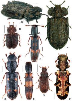 Trogossitidae by Jiří Kolibáč. Used under a CC BY 4.0 license.