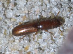 Corticotomus cylindricus P1610743a by 
xpda. Used under a CC BY-SA 4.0 license.